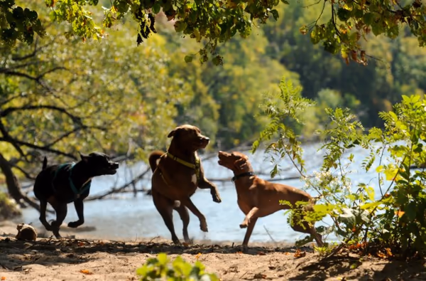 Meeker Island Dog Park photo 1